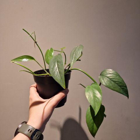 Pothos Cebu blue