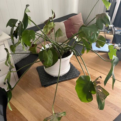 Monstera med potte