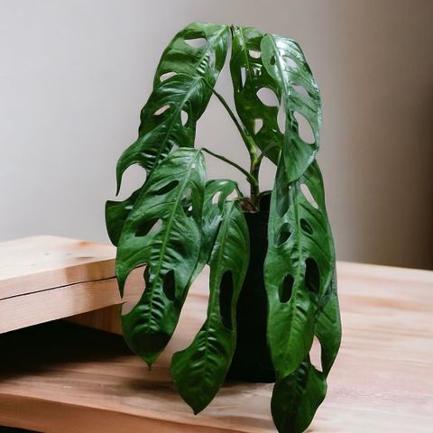 Monstera obliqua Amazonas stikling