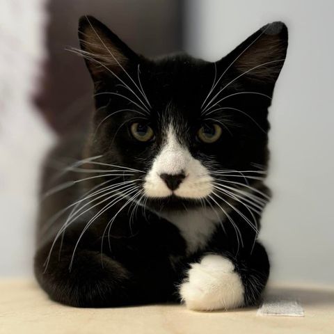 Nusselige kattungen EZRA 🖤 Adopter fra Lucas Org. 🐾 HjelpOssOgHjelpe 🫶🏻