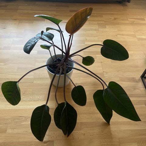 Philodendron erubescens