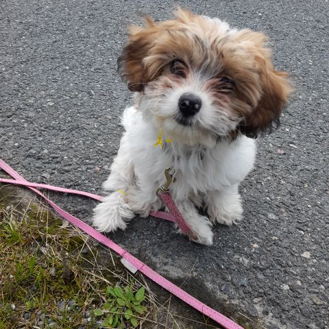 Blandingsvalper Papillon / Shih Tzu