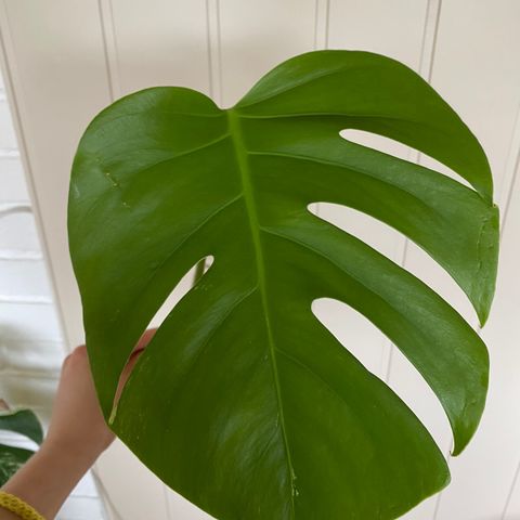 Monstera Variegata 1 blad