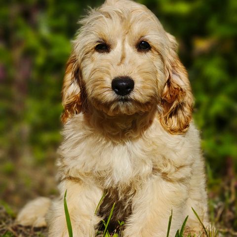 Mini cockapoo F1! Kun en hannhund igjen (ca. 7-10kg)