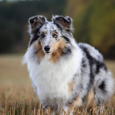 Fôrvert til Shetland Sheepdog tispe