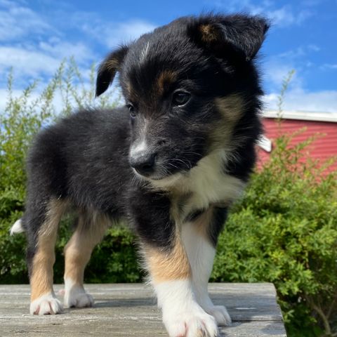 Border Collie valper - NKK registrert