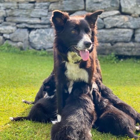 Border Collie valper - NKK stamtavle