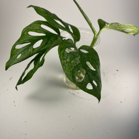 Monstera adansonii eu mint stiklinger