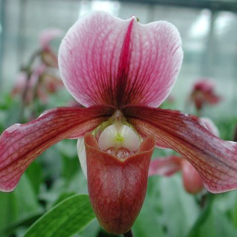 Paphiopedilum 'Robin Hood'