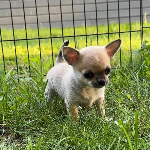 Korthåret Chihuahua valper