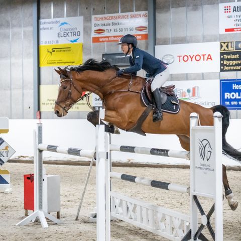 Spranghest ønskes på helfor eller låneavtale