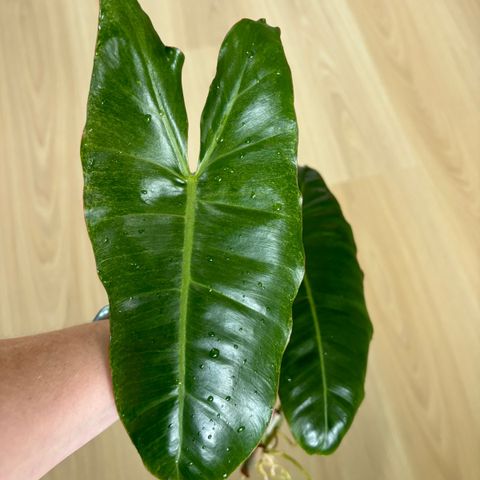 Philodendron Paraiso Verde stikling.