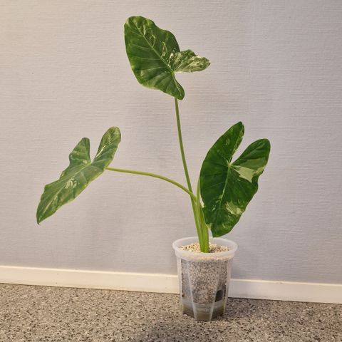 Alocasia Macrorrhiza Variegata