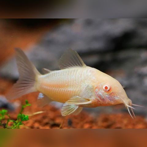 corydoras albino