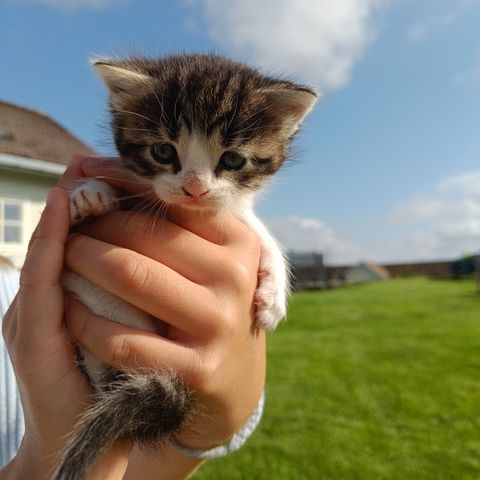 Nydelige kattunger til salgs - BARE 1 IGJEN