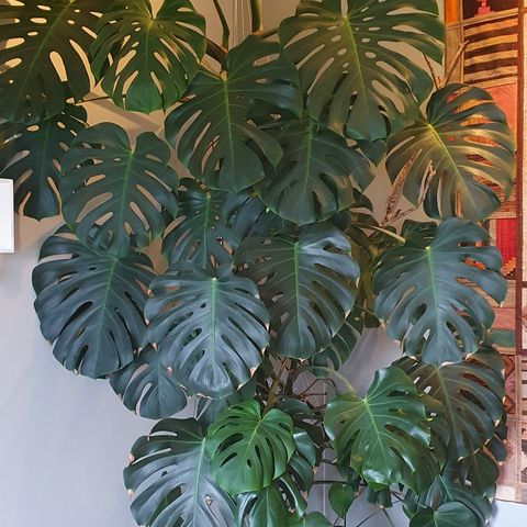 Monstera plante