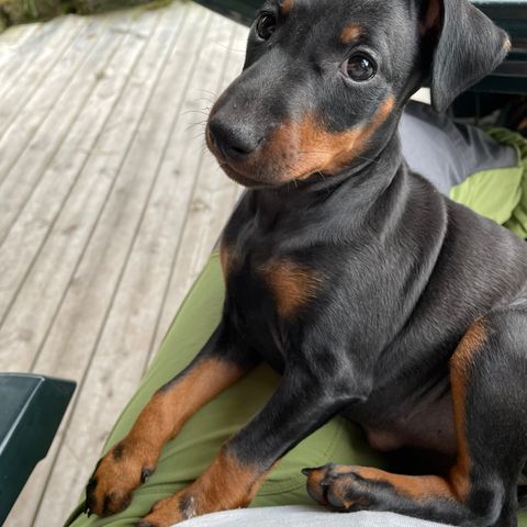 Manchester terrier valper