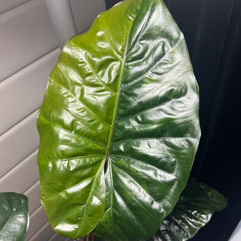 Alocasia Yucatan Princess variegata morplante