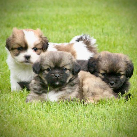 Tibetansk spaniel valper