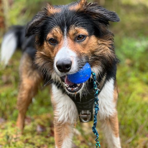 Border collie hannhund, 3 år