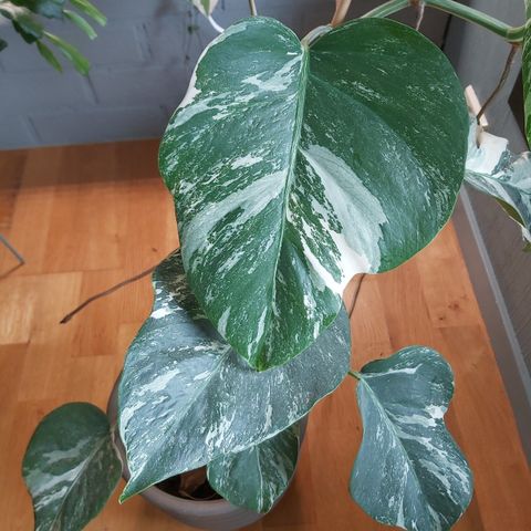 Monstera Variegata stiklinger