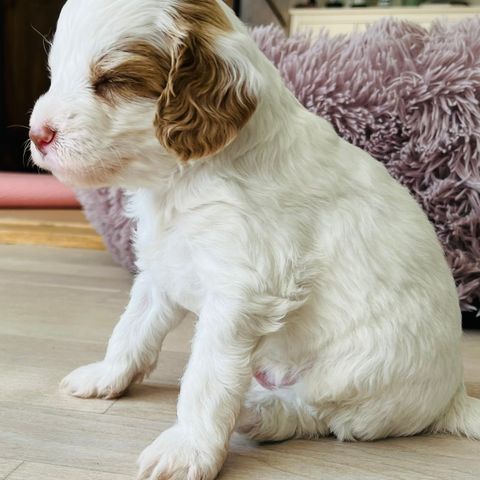 Mini cobberdog. Brune, hvite og gylden