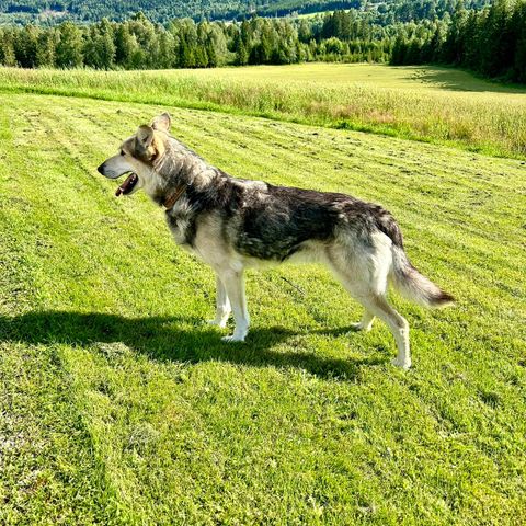 2 alaska husky "pensjonister"  på 8 år omplasseres