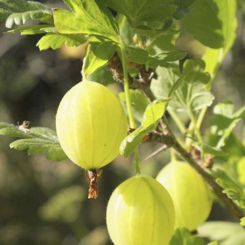 Stikkelsbærbusk «Ribes Uva Crispa Tatjana»