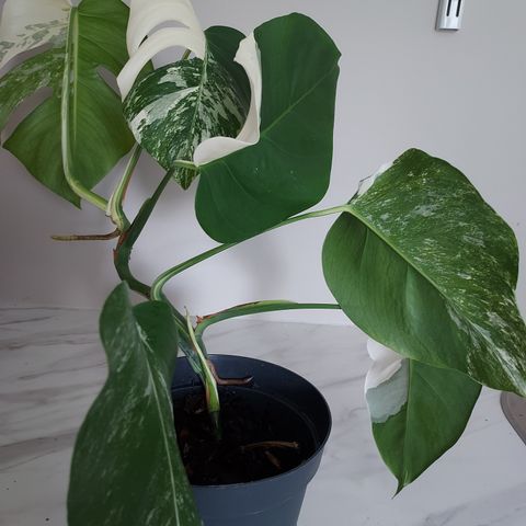 Monstera Variegata