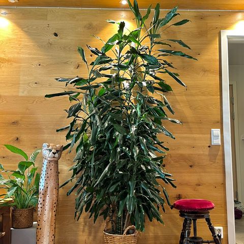 Dracaena plante 235 cm høy