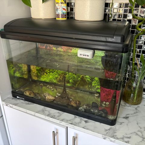 Akvarium med fisk og utstyr - 60 liter