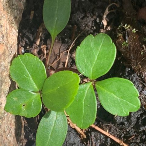 Julerose- småplanter - Helleborus kvit