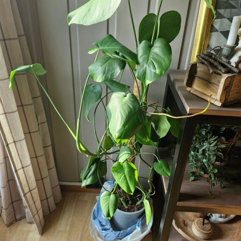 Monstera med støtte