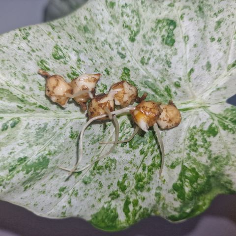 alocasia macrorrhiza splash knoll