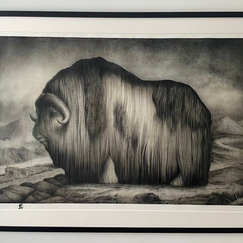 Sverre Malling - Norwegian Muskox