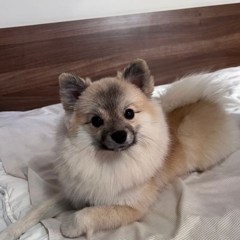 Pomeranian