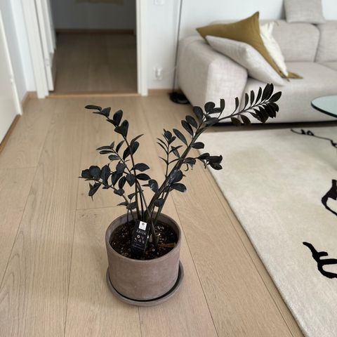 zamioculcas raven med håndlagde italienske terracotta potte