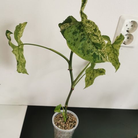 Syngonium mojito plante