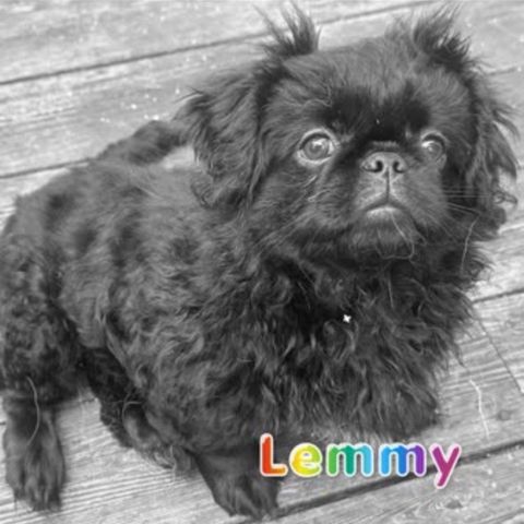 ❤️🐾Pekingeser valper leveringsklar 🐾❤️ Kun 2 igjen ❤️