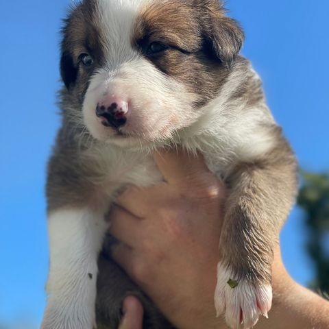 Border collie valper, NKK stamtavle (en ledig)