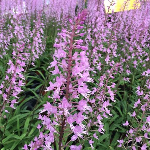 Stenoglottis longifolia