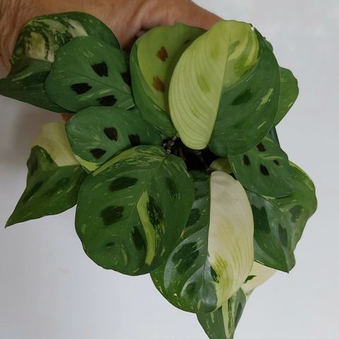 Maranta/Begonia