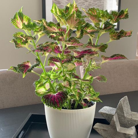 Vakre,fargerike, friske coleus planter - 3 typer