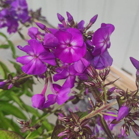 phlox, staude