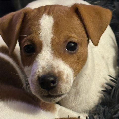 Nydelig Jack Russell Terrier Unghund(er) selges fra oppdretter