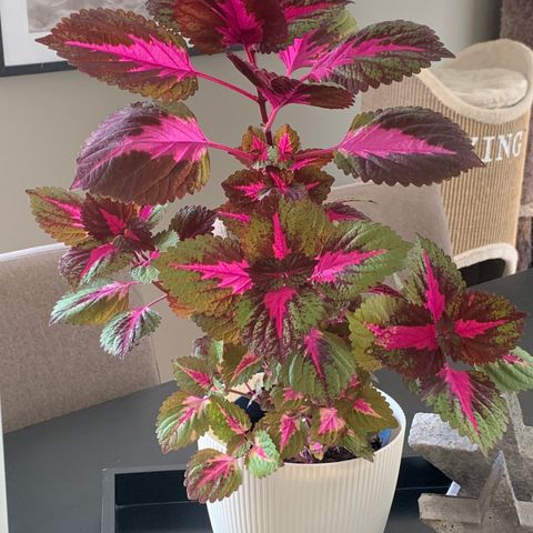 Flotte fargerike, friske coleus planter