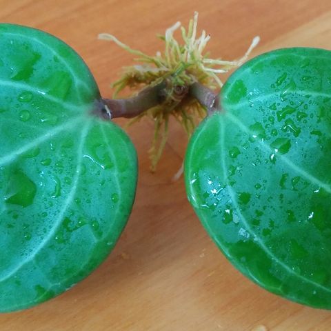 Hoya Sarawak (latifolia sp. Sarawak) - rotet