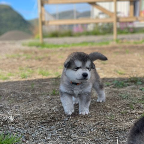 Malamute valper