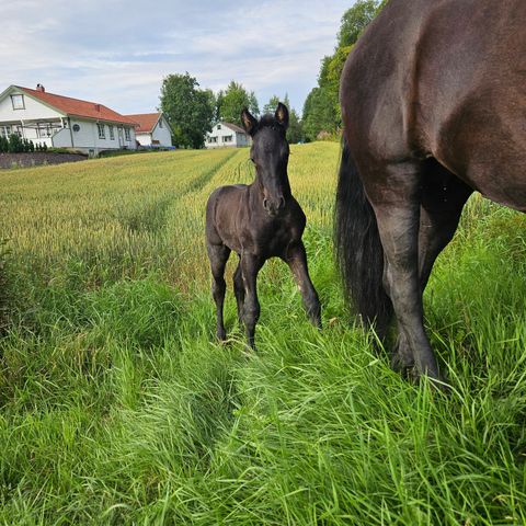 Dressurføll vurderes solgt.