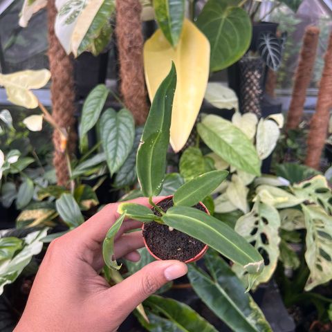 Anthurium warocquanum(queen anthurium)